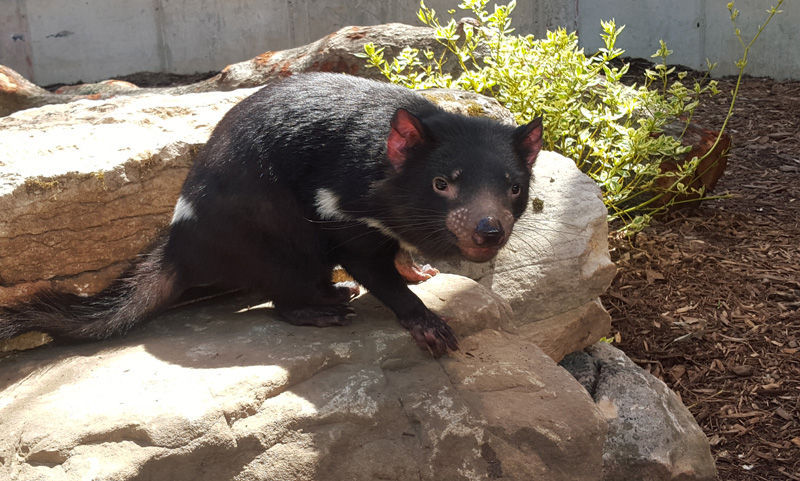 Tasmanian devils new to the St. Louis Zoo